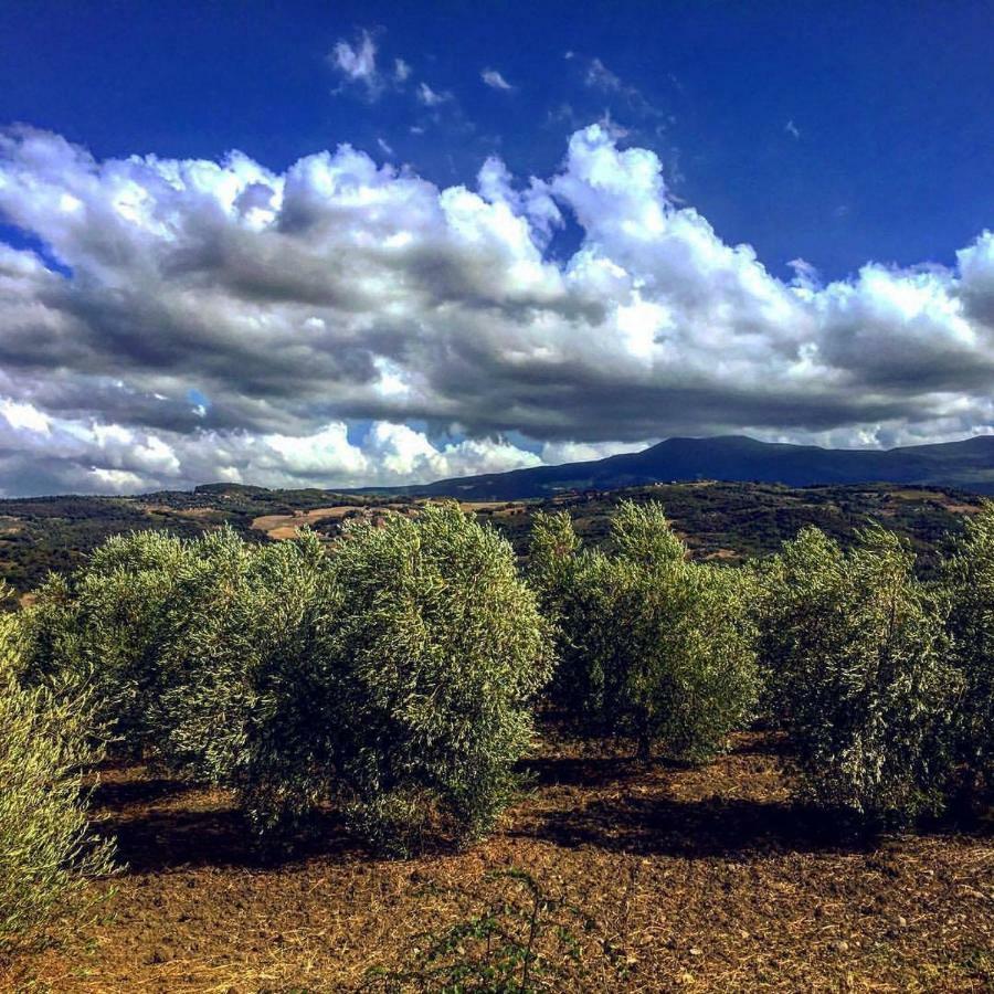 Agriturismo Podere Del Vescovo Montenero d'Orcia ภายนอก รูปภาพ